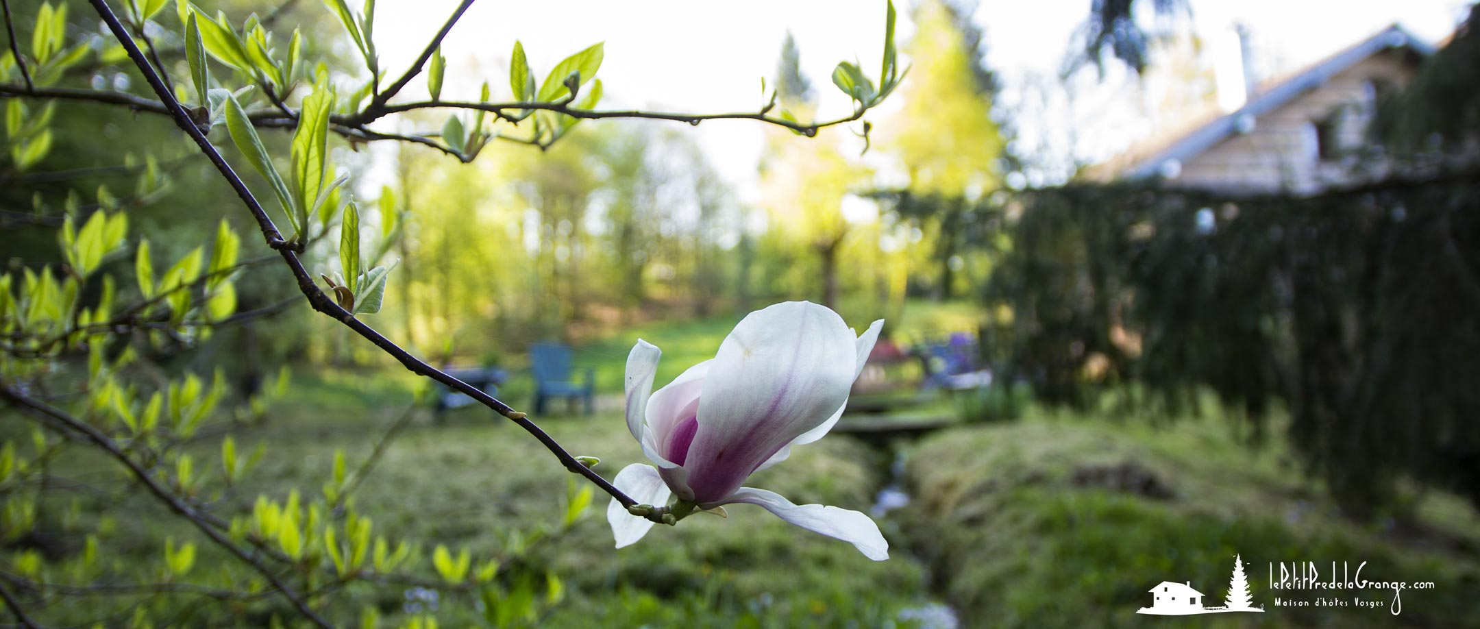 Éclosion d'une fleur de magnolia